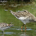 Sharptailed Sandpiper and Ruff in Tingara Street in Cairns<br />Canon EOS 7D + EF300 F2.8L III + EF2xIII